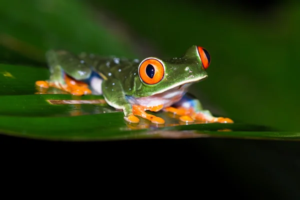 目の充血した木のカエル - アカメアマガエル — ストック写真