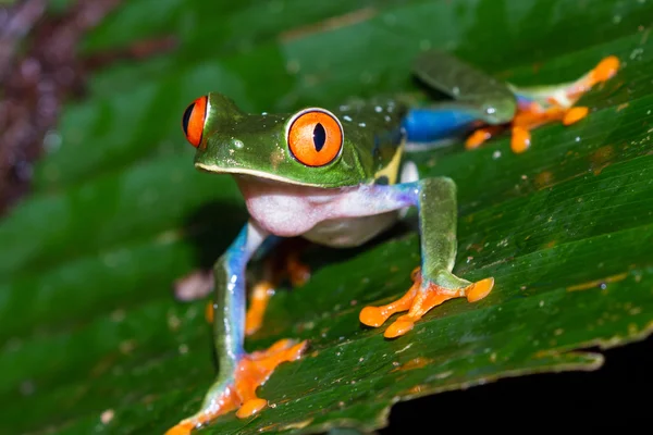 目の充血した木のカエル - アカメアマガエル — ストック写真