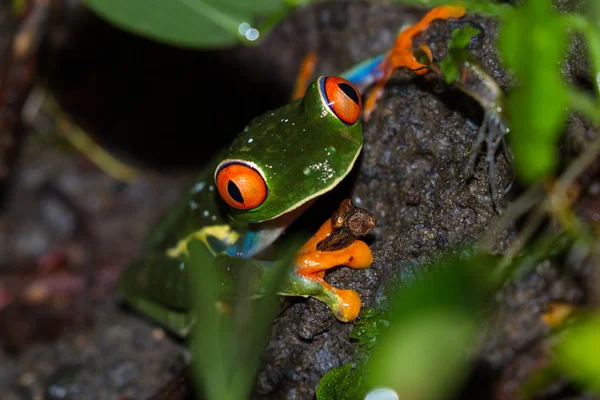 Rana dagli occhi rossi - Agalychnis callidryas — Foto Stock