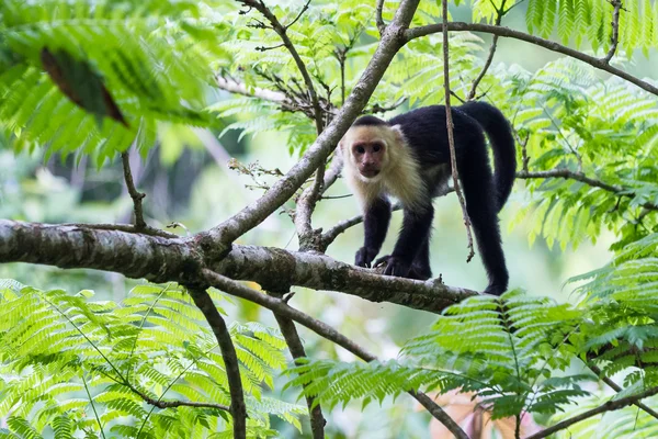 Macaco de rosto branco ou capuchinho — Fotografia de Stock