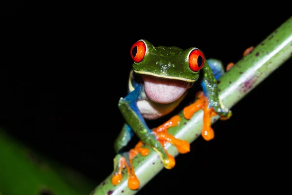 目の充血した木のカエル - アカメアマガエル — ストック写真