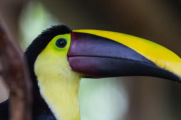 Kasztan mandibled toucan - Ramphastos ambiguus swainsonii — Zdjęcie stockowe