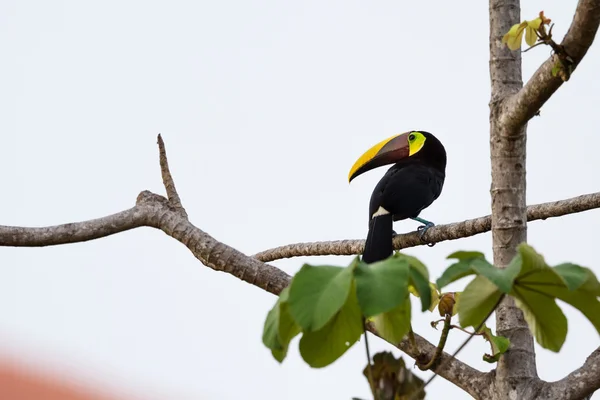 Kestane mandibled toucan — Stok fotoğraf