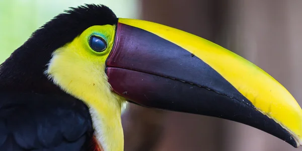 Chestnut mandibled toucan - Ramphastos ambiguus swainsonii — Stock Photo, Image