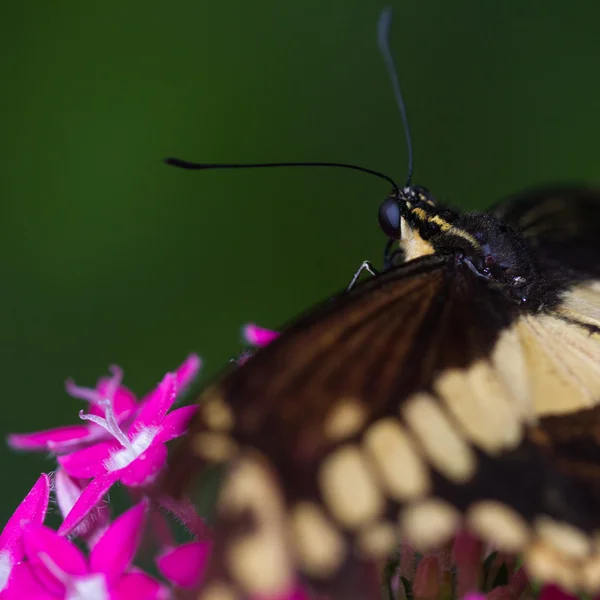 Mariposa sobre flores tropicales — Foto de Stock