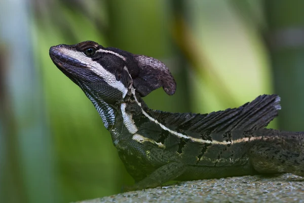 Manlig brun Basilisk ödla — Stockfoto