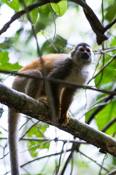 Macaco-esquilo da América Central - Saimiri oerstedii — Fotografia de Stock