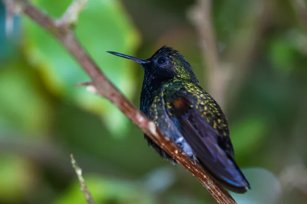 Black bellied hummingbird - Eupherusa nigriventris — Stock Photo, Image