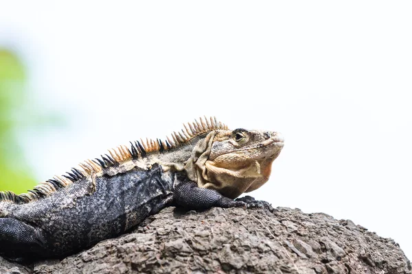 Large lizard in Costa Rica — Stock Photo, Image