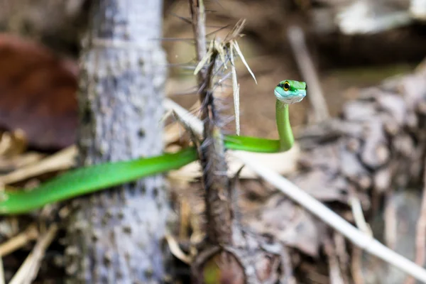 Leptophis ahaetulla sau șarpe papagal — Fotografie, imagine de stoc