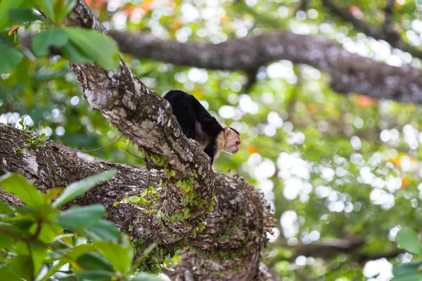 White faced or capuchin monkey — Stock Photo, Image