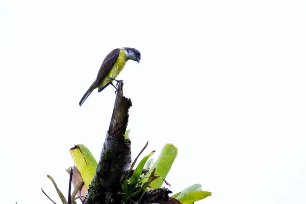 Grande kiskadee in Costa Rica — Foto Stock