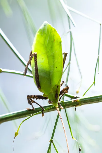 Зеленый лист - katydid — стоковое фото