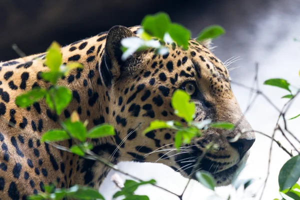 Ягуар - Panthera onca — стоковое фото