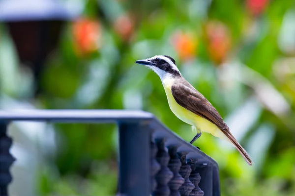 Große kiskadee in costa rica — Stockfoto