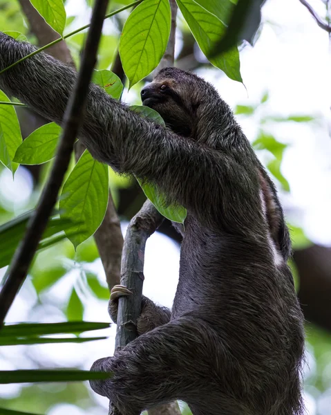 三趾树懒在哥斯达黎加 — 图库照片