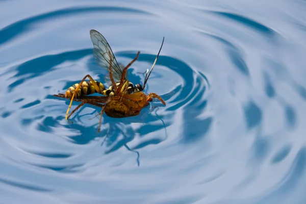 Ragno uccisione vespa — Foto Stock
