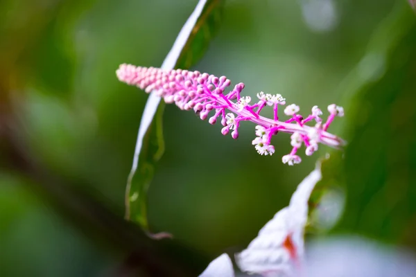 熱帯ヨウシュヤマゴボウ、ヤマゴボウ属 icosandra — ストック写真