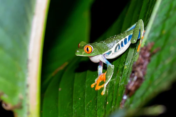 目の充血した木のカエル - アカメアマガエル — ストック写真