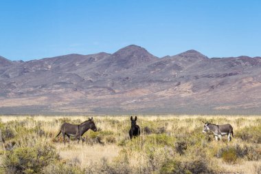 Sheldon Ulusal Vahşi Yaşam Sığınağı 'nın kuzeyinde, Nevada' nın kuzeybatısında 140 numaralı karayolunun yanında yabani eşekler.