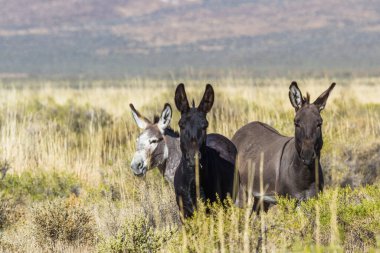 Wild burros just north of the Sheldon National Wildlife Refuge, in north western Nevada alongside highway 140 clipart