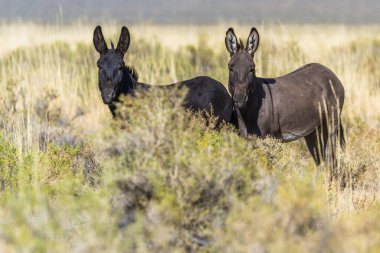Sheldon Ulusal Vahşi Yaşam Sığınağı 'nın kuzeyinde, Nevada' nın kuzeybatısında 140 numaralı karayolunun yanında yabani eşekler.