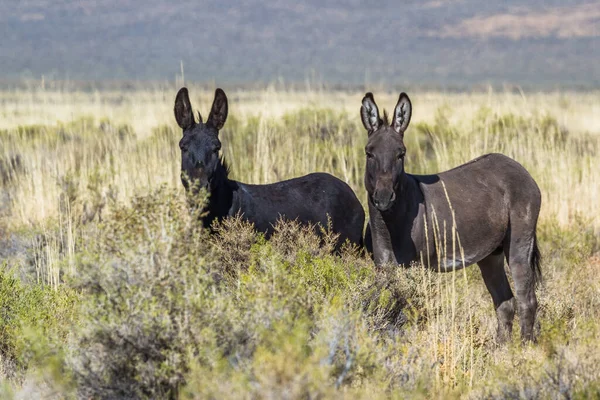 Burros Silvestres Justo Norte Del Refugio Nacional Vida Silvestre Sheldon — Foto de Stock