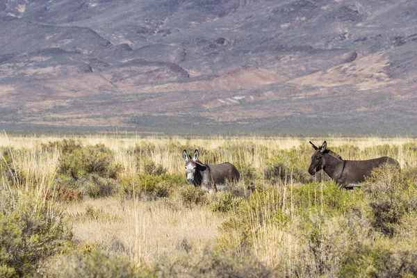 位于内华达州西北部靠近140号公路的谢尔顿国家野生动物保护区以北的野生驴 — 图库照片