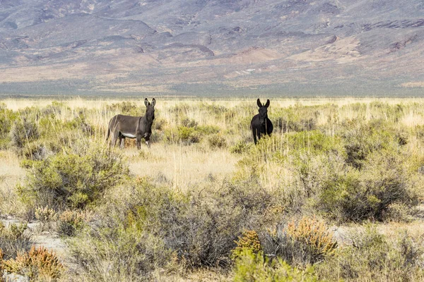 Wild Burros Just North Sheldon National Wildlife Refuge North Western — Stock Photo, Image