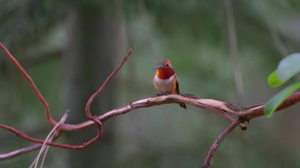 Kolibri i skogen — Stockvideo