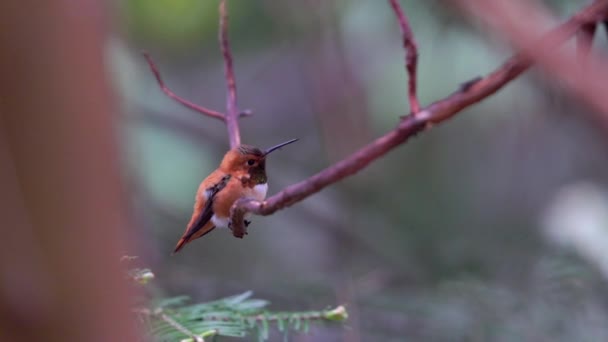 Koliber 15 — Wideo stockowe
