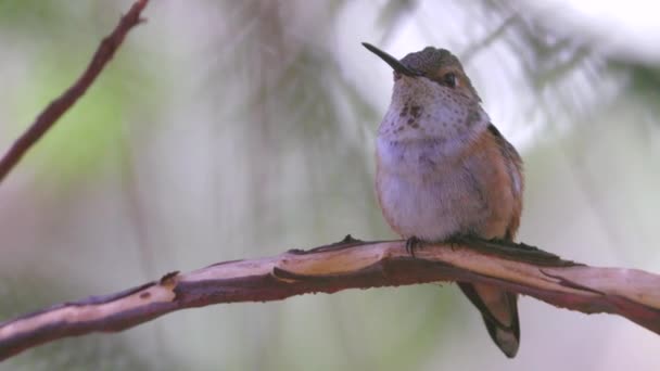 Hummingbird 20 — Stok Video