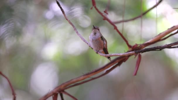 Colibrí 22 — Vídeos de Stock