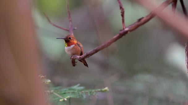 Stock de colibríes — Vídeos de Stock