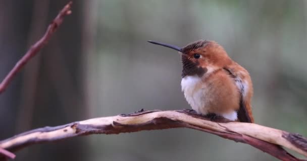 Colibrí 50 — Vídeos de Stock