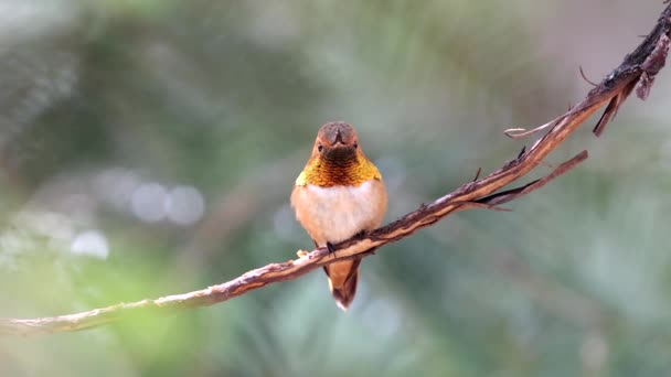 Hummingbird 43 — Stok Video