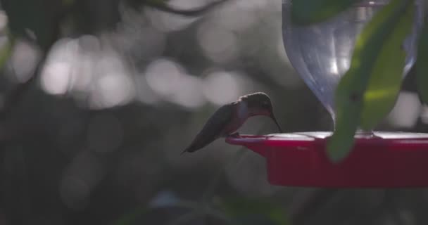 Aves de capoeira 59 — Vídeo de Stock