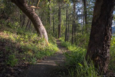 Oregon 'un güneyindeki Joseph Stewart County Parkı' nda yürüyüş yaparken öğleden sonra ışıkları ağaçlara parlıyor.