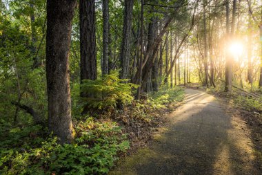 Güney Oregon 'da yürüyüş yolu, Joseph Stewart County Parkı. Arka planda güneş parlıyor.