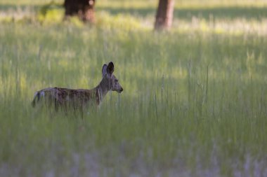 Güney Oregon 'da genç siyah geyik Joseph Stewart County Parkı' nda taze bahar çimlerinde yürüyor.