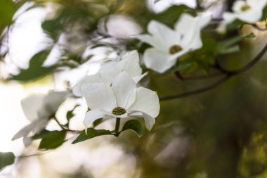 Güney Oregon ormanındaki bir ağaç dalının açtığı çiçeklerle dolu bir dala yakın plan.