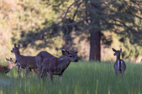 Groupe Cerfs Queue Noire Nourrissant Herbe Fraîche Printemps Dans Sud — Photo