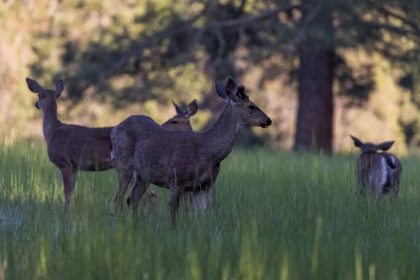 Groupe Cerfs Queue Noire Nourrissant Herbe Fraîche Printemps Dans Sud — Photo