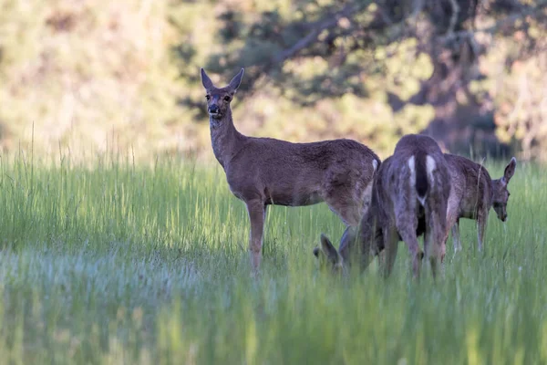 Grupo Veados Cauda Preta Alimentando Grama Fresca Primavera Sul Oregon — Fotografia de Stock