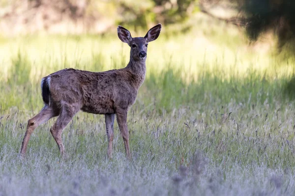 Young Blacktail Doe Southern Oregon Walking Fresh Spring Grass Joseph — Stock Photo, Image