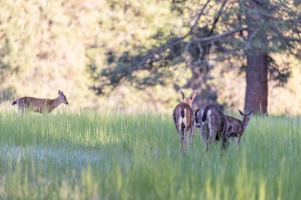 Group Black Tail Deer Feeding Fresh Spring Grass Southern Oregon — Stock Photo, Image