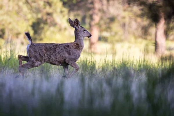 Jeune Biche Queue Noire Dans Sud Oregon Marchant Sur Herbe — Photo