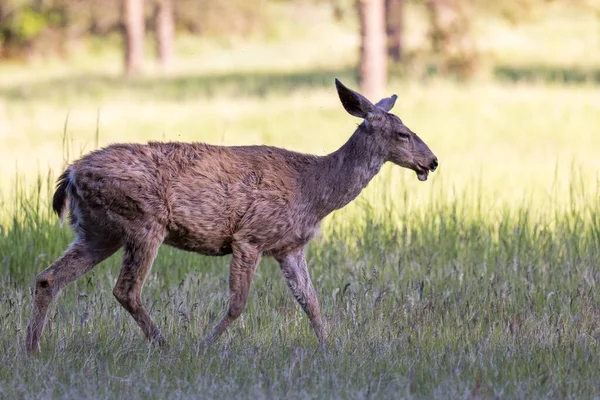 Une Vieille Biche Avec Une Mâchoire Inférieure Blessée Marchant Dans — Photo