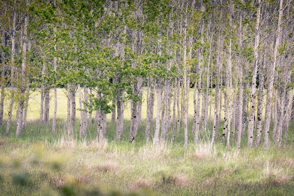 田野里成群结队的桦树成为野生动物和农场动物的天然屏障 也为它们提供了阴影和隐私 — 图库照片