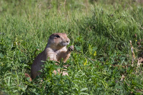 Zwarte prairiehond — Stockfoto